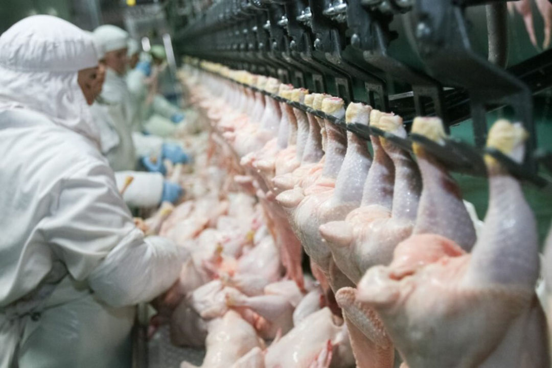 rumah potong ayam dengan nkv