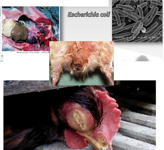 Colibacillosis