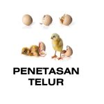 membuat mesin penetasan telur
