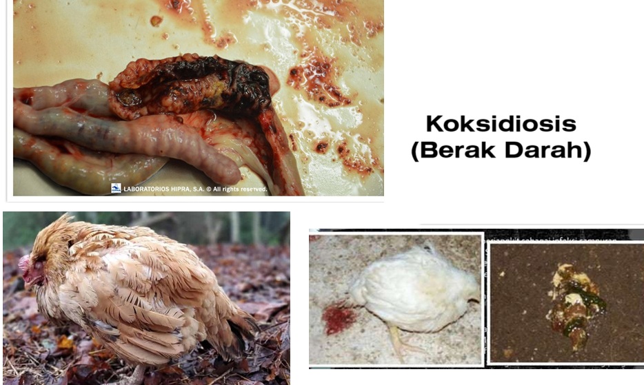 penyakit berak darah