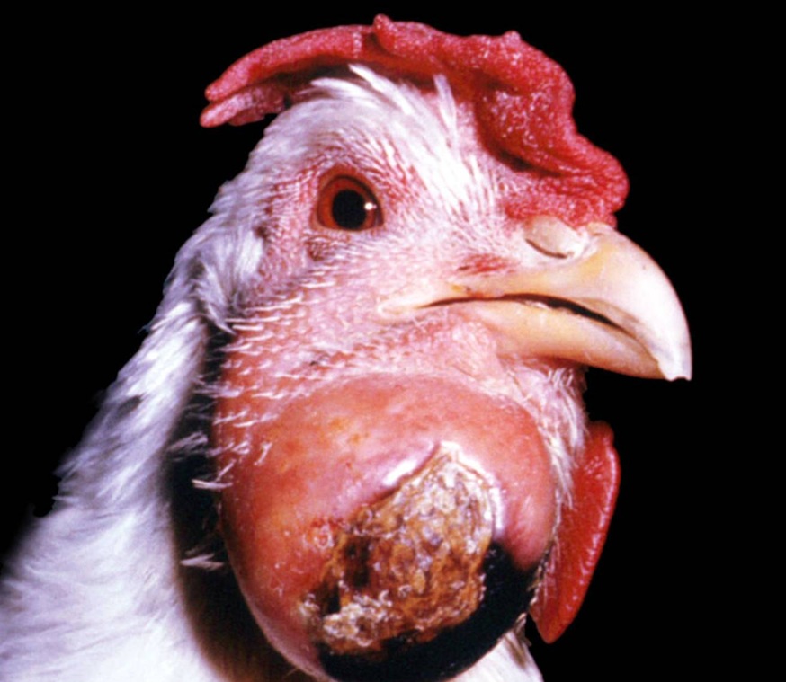 kolera ayam