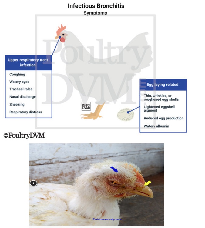 Infectious Bronchitis