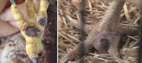 tungau di bagian ceker